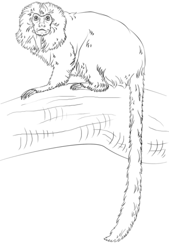 Golden Lion Tamarin Monkey Coloring Page